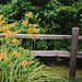 Daylilies by Fence