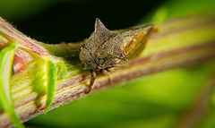 Die Dornzikade (Centrotus cornutus) hat mal kurz auf einen Stengel eine Rast gemacht :))  The leafhopper (Centrotus cornutus) took a short rest on a stalk :))  La cicadelle (Centrotus cornutus) s'est un peu reposée sur une tige :))