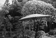 Plum tree and a parasol