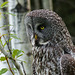 Great Gray Owl, focused