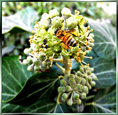 Bee on Ivy Blossoms...  ©UdoSm