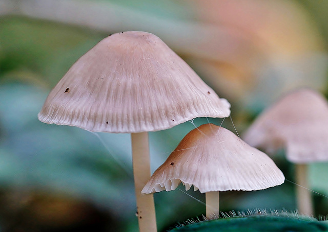 Kleine Pilzchen ganz groß - Small mushrooms quite big