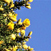 The yellow gorse is gorgeous against the blue sky