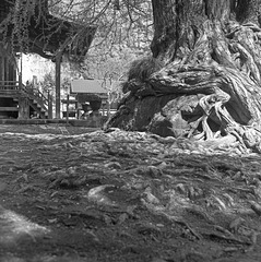 Old tree in the shrine ground