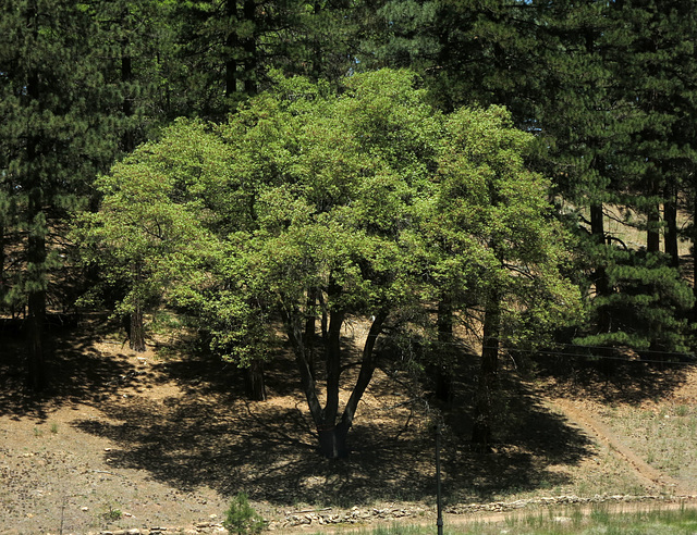 Tree at Camp Round Meadow (2774)