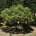 Tree at Camp Round Meadow (2774)