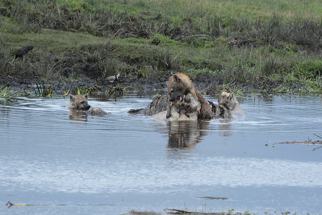 Ngorongoro, Hyenas Devour the Body of a Dead Hippopotamus