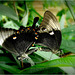 Emerald Swallowtails ~ Green Banded Peacocks (Papilio palinurus) mating...
