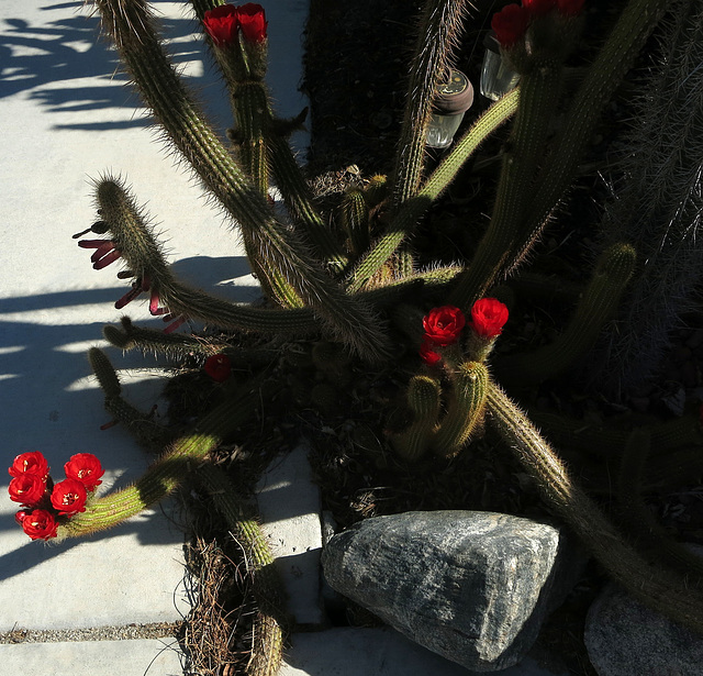 Red Cactus Flowers (1767)
