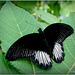 Scarlet Mormon (Papilio deiphobus rumanzovia), male ♂...