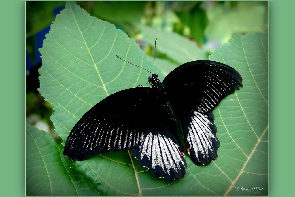 Scarlet Mormon (Papilio deiphobus rumanzovia), male ♂...