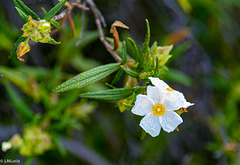 Jaguarzo o jara blanca (Cistus monspeliensis ssp canariensis)
