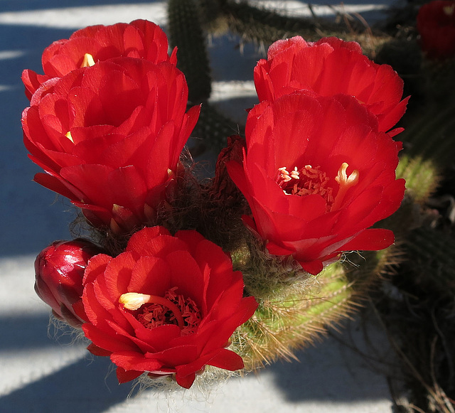 Red Cactus Flowers (1769)