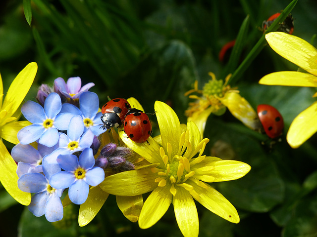 Ladybird Giving Directions Ladybird Giving Directions