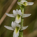 Spiranthes longilabris (Long-lipped Ladies'-tresses orchid, Giantspiral Ladies'-tresses orchid)