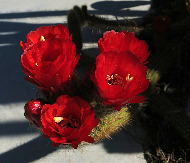 Red Cactus Flowers (1770)