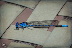 298/366: Damselfly on Chair [+1 in a note]