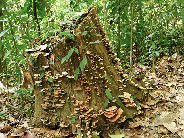 Tree stump covered in fungi, Trinidad