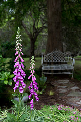 Foxglove and bench