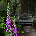 Foxglove and bench