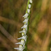 Spiranthes longilabris (Long-lipped Ladies'-tresses orchid, Giantspiral Ladies'-tresses orchid)
