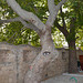 The Fortress of Rhodes, The Tree is Like a Deer's Head