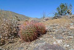 USA - California, Anza-Borrego Desert State Park