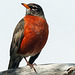 American Robin / Turdus migratorius, Carburn Park