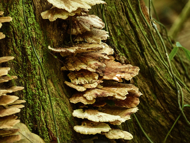 Fungi along the Oilbirds trail