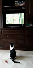 Watching wild life on TV.