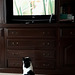 Watching wild life on TV.