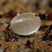 Slug Egg