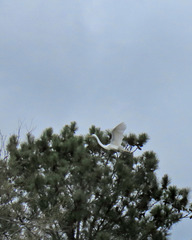Great Egret Carrying Twig for a Nest