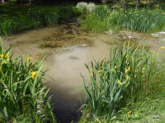 Pond straight after application of Aquaplancton