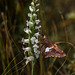 Spiranthes cernua (Nodding Ladies'-tresses orchid) + Epargyreus clarus (Silver-spotted Skipper)
