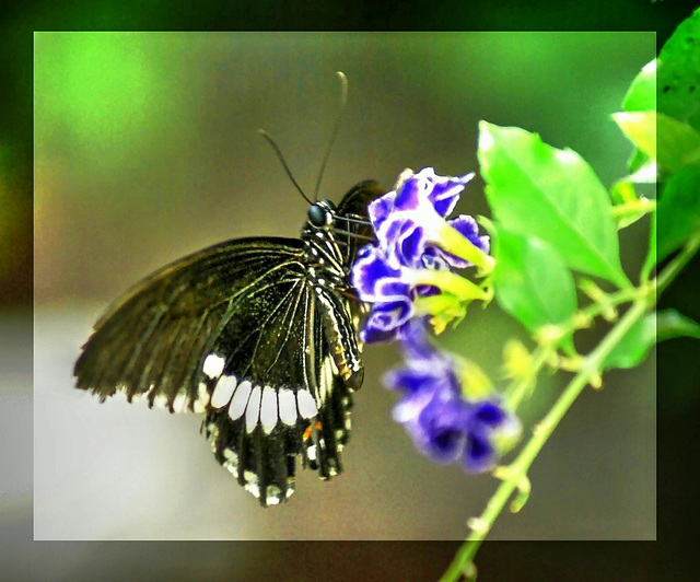 Kleiner Mormon (Papilio polytes).  ©UdoSm