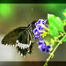 Kleiner Mormon (Papilio polytes).  ©UdoSm