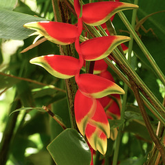 Heliconia, Lobster-claws, Asa Wright, Trinidad