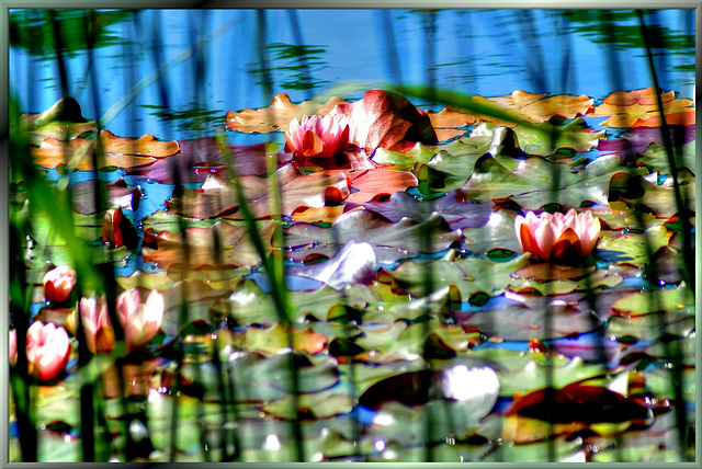 Pink Water Lilies... ©UdoSm