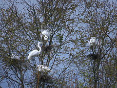 Great Egrets at their Nests