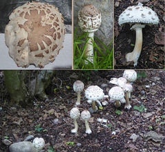 Cap 10 cm diameter, 15 cms high from base to top of cap. White Gills and ring on stem: ID? Macrolepiota?
