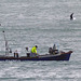 Great black-backed gull taking an interest in fishing boat "Surprise" (FY759) in Weymouth Bay