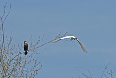 Great Egret and a Double-crested Cormorant