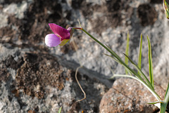 Lathyrus clymenum, Fabaceae