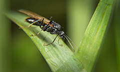Die fliegende Ameise ist gelandet :))  The flying ant has landed :))  La fourmi volante a atterri :))