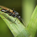 Die fliegende Ameise ist gelandet :))  The flying ant has landed :))  La fourmi volante a atterri :))