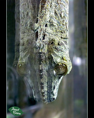 129/366: Gecko on the Glass