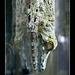 129/366: Gecko on the Glass