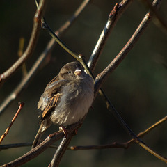 Cute house sparrow