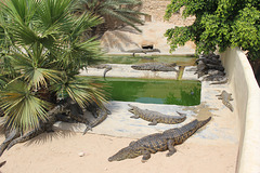 Djerba Crocodile Farm